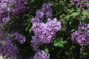 Vidange fosse septique Les Lilas
